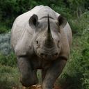 rhino